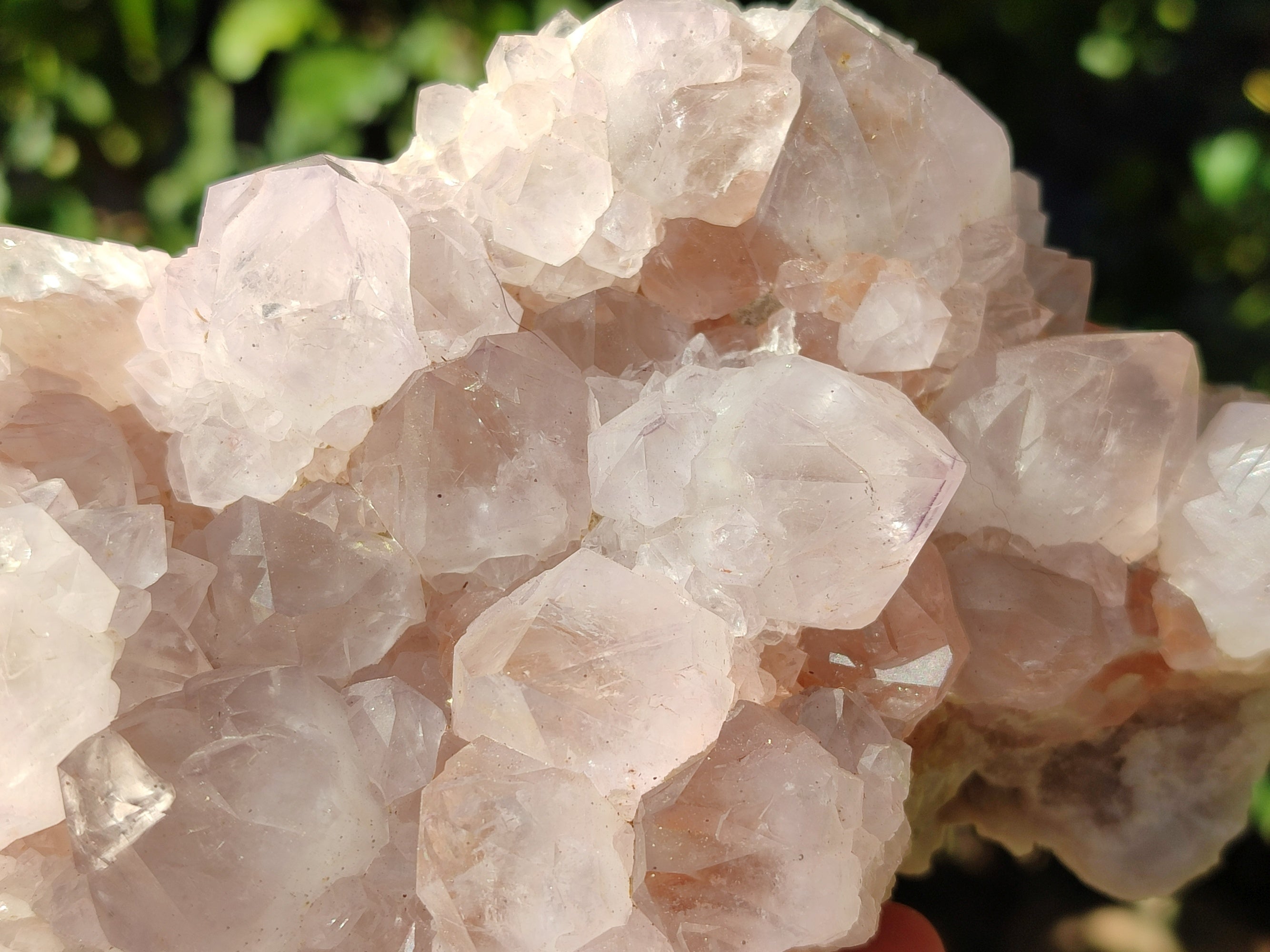 Natural Cactus Flower Amethyst Spirit Clusters x 1 From South Africa - Toprock Gemstones and Minerals 