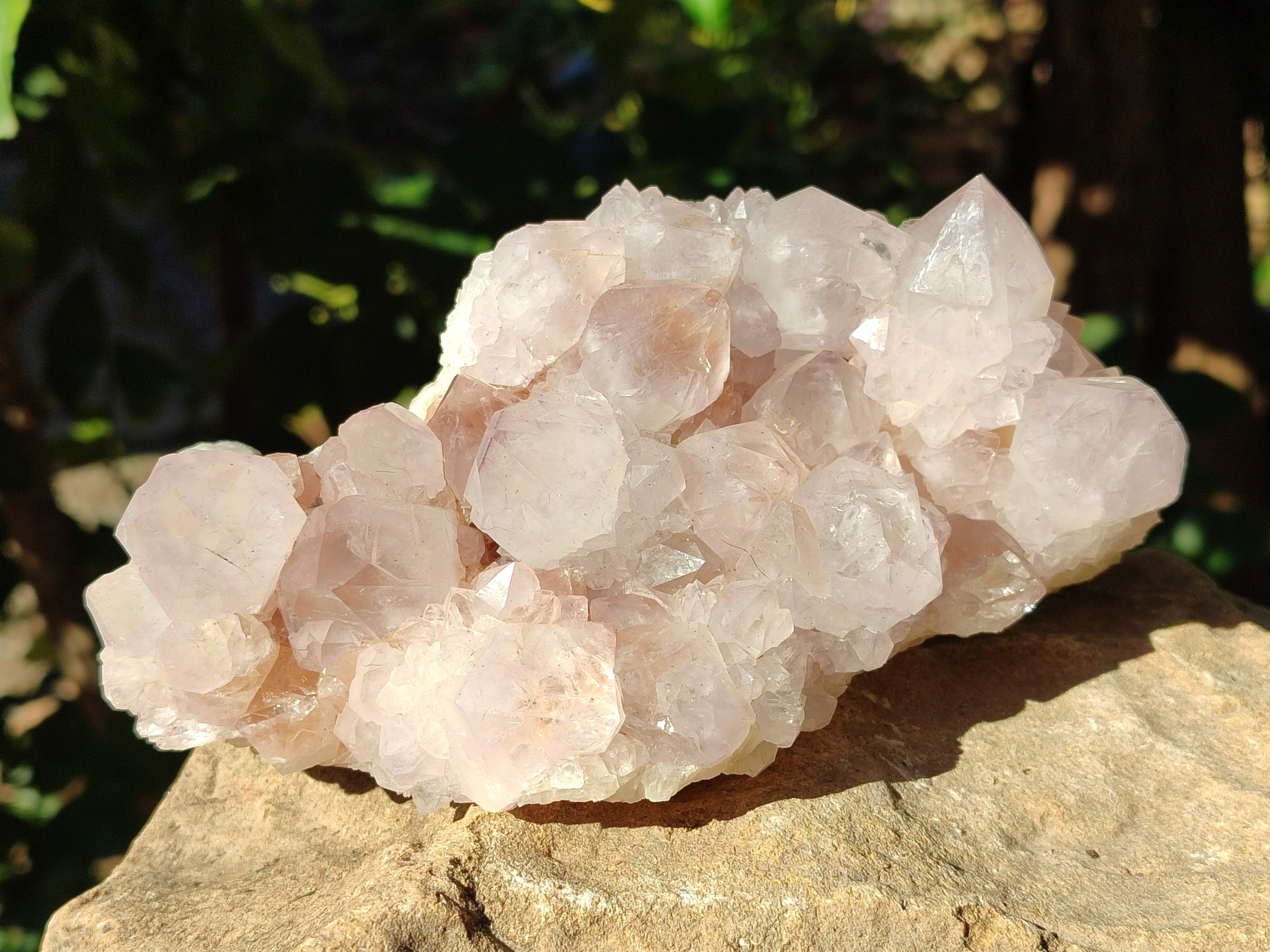 Natural Cactus Flower Amethyst Spirit Clusters x 1 From South Africa - Toprock Gemstones and Minerals 