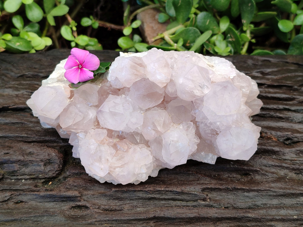 Natural Cactus Flower Amethyst Spirit Clusters x 1 From South Africa - Toprock Gemstones and Minerals 