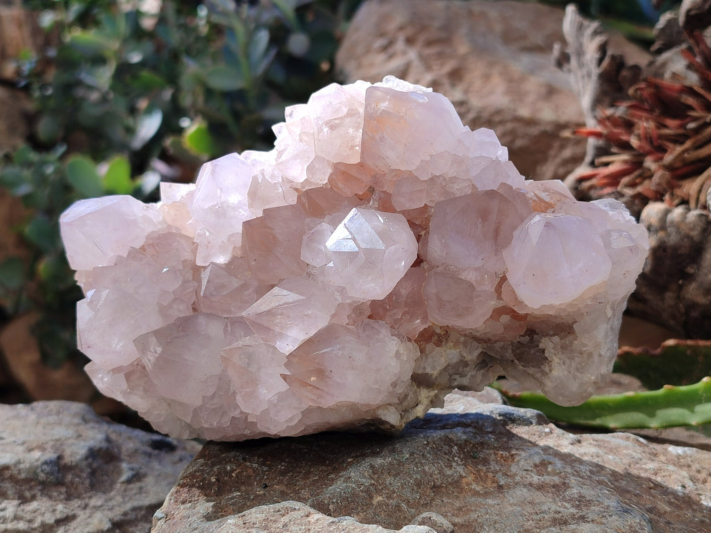 Natural Cactus Flower Amethyst Spirit Clusters x 1 From South Africa - Toprock Gemstones and Minerals 