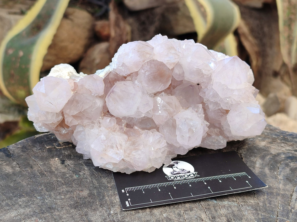 Natural Cactus Flower Amethyst Spirit Clusters x 1 From South Africa - Toprock Gemstones and Minerals 