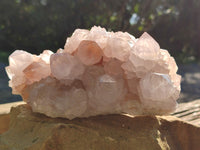 Natural Cactus Flower Amethyst Spirit Clusters x 1 From South Africa - Toprock Gemstones and Minerals 