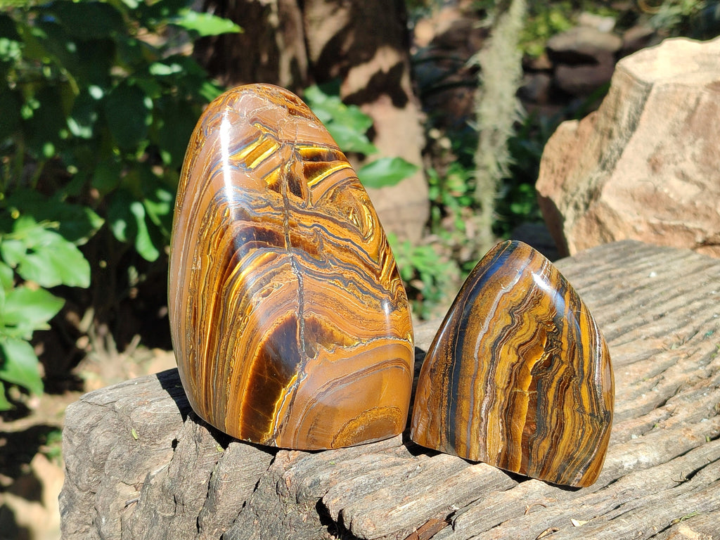 Polished Golden Tiger's Eye Standing Free Forms x 2 From Prieska, South Africa - Toprock Gemstones and Minerals 