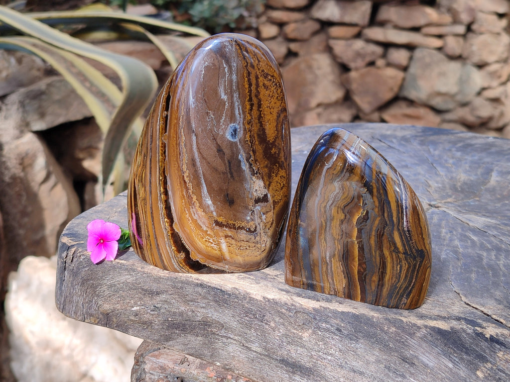 Polished Golden Tiger's Eye Standing Free Forms x 2 From Prieska, South Africa - Toprock Gemstones and Minerals 