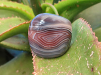 Polished Red Sashe River Agate Free Forms x 24 From Zimbabwe - Toprock Gemstones and Minerals 