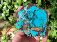 Natural Drusy Coated Chrysocolla with Copper, Heterogenite x 2 From Lupoto Mine, Congo