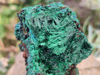 Natural Silky Malachite Specimens x 2 From Kasompe, Congo - Toprock Gemstones and Minerals 