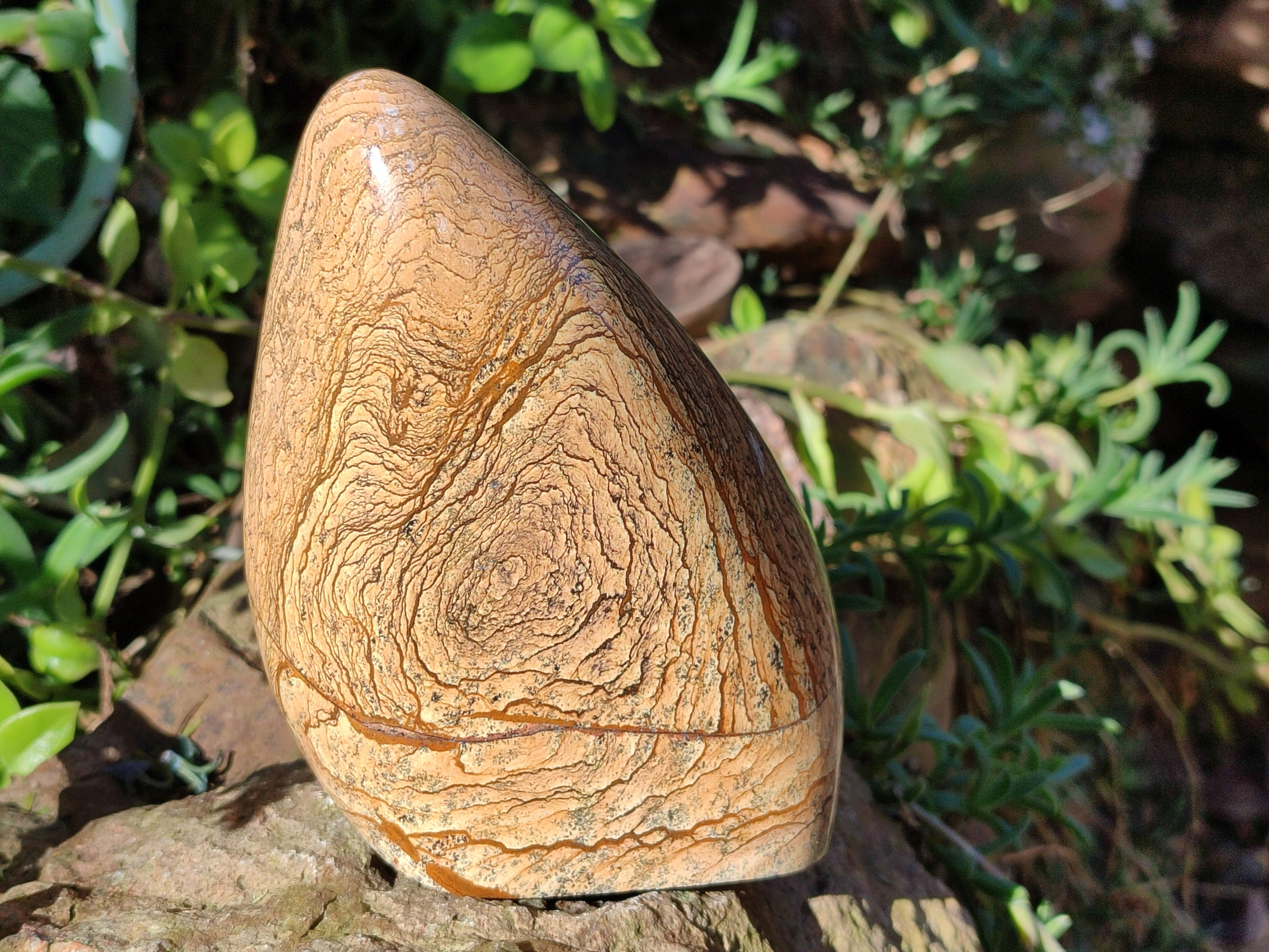 Polished Picture Stone Jasper Standing Free Forms x 2 From Ais-Ais, Namibia - Toprock Gemstones and Minerals 