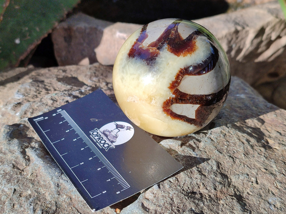 Polished Fossilized Septerye Spheres x 6 From Mahajanga, Madagascar - Toprock Gemstones and Minerals 