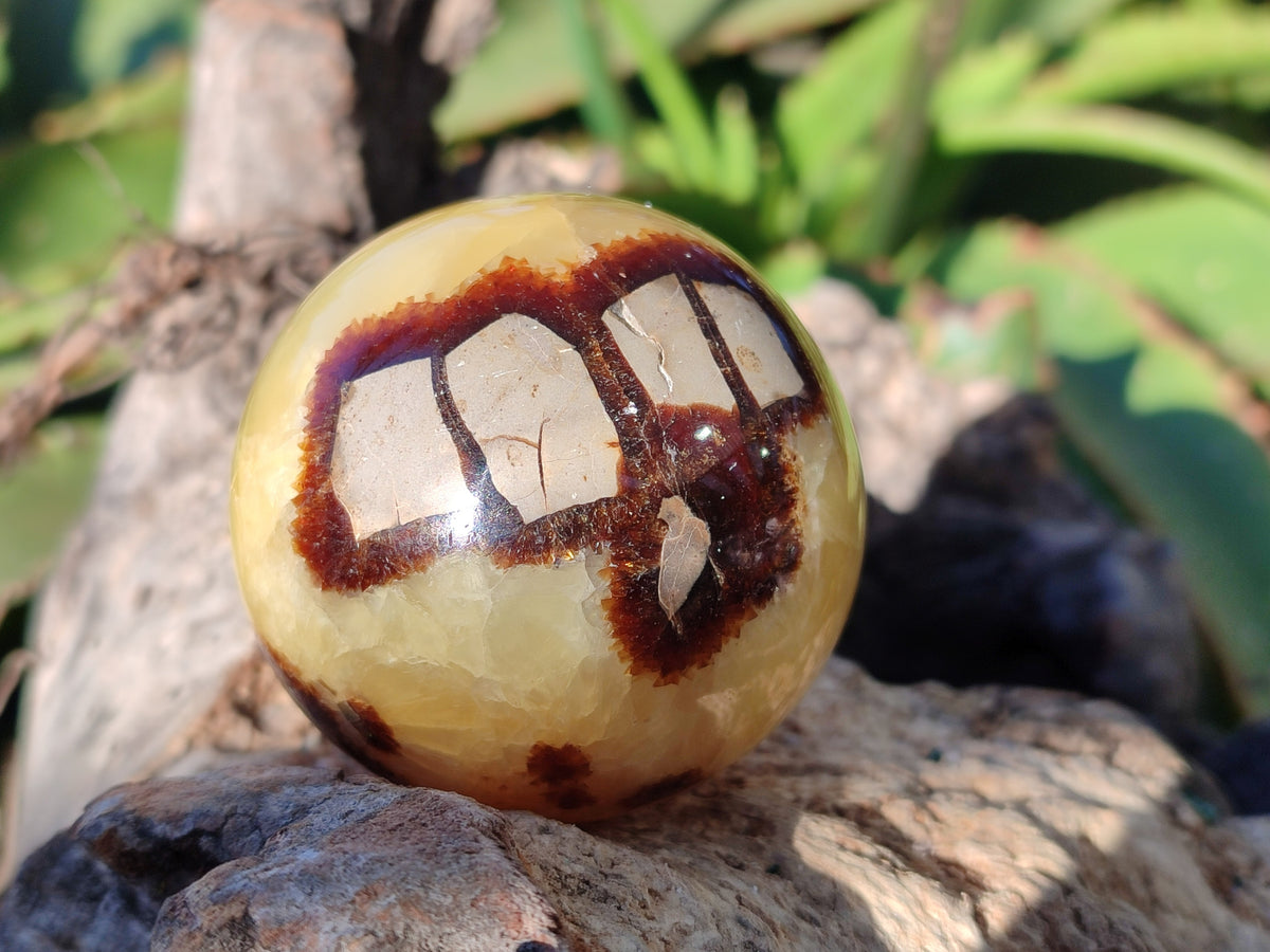 Polished Fossilized Septerye Spheres x 6 From Mahajanga, Madagascar - Toprock Gemstones and Minerals 
