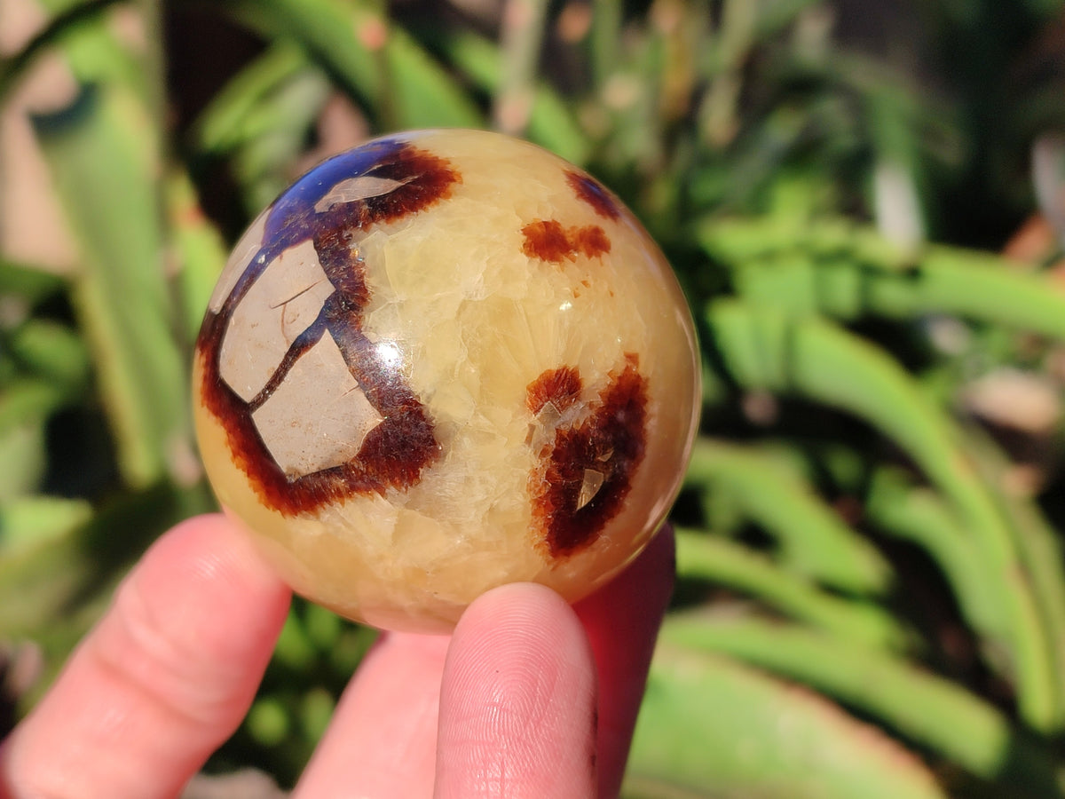 Polished Fossilized Septerye Spheres x 6 From Mahajanga, Madagascar - Toprock Gemstones and Minerals 