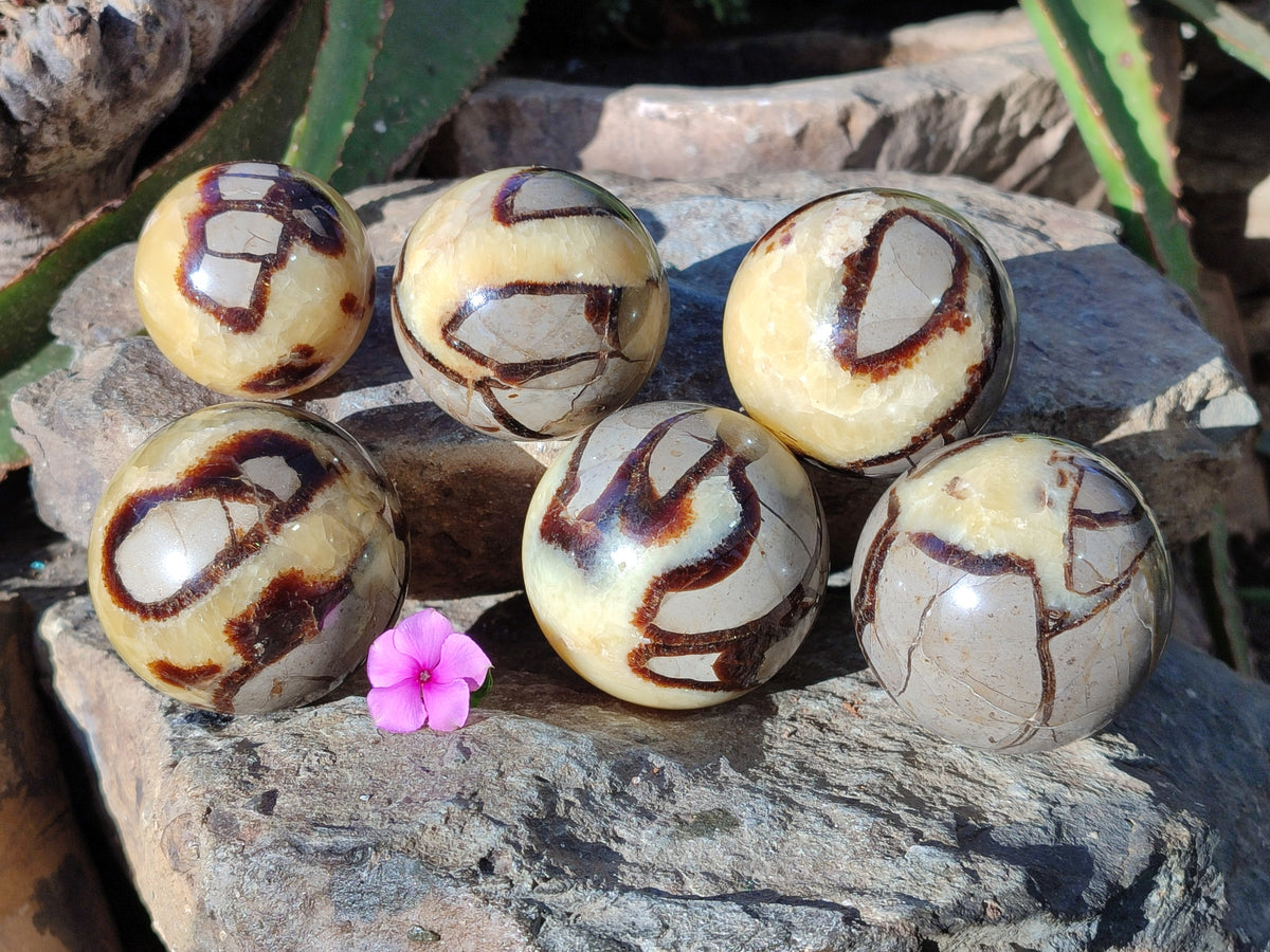 Polished Fossilized Septerye Spheres x 6 From Mahajanga, Madagascar - Toprock Gemstones and Minerals 