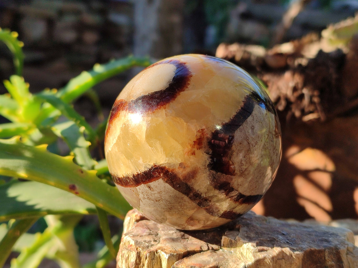 Polished Fossilized Septerye Spheres x 6 From Mahajanga, Madagascar - Toprock Gemstones and Minerals 