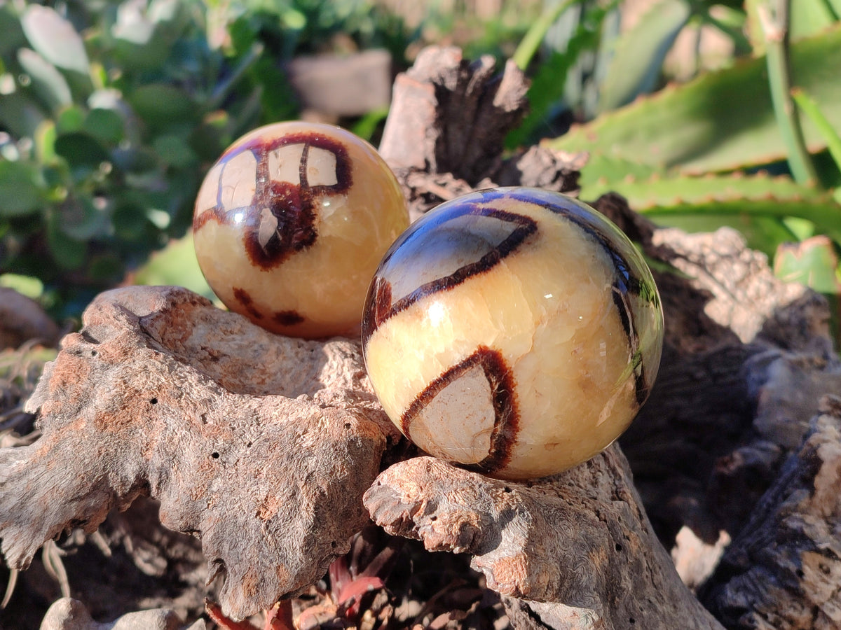 Polished Fossilized Septerye Spheres x 6 From Mahajanga, Madagascar - Toprock Gemstones and Minerals 