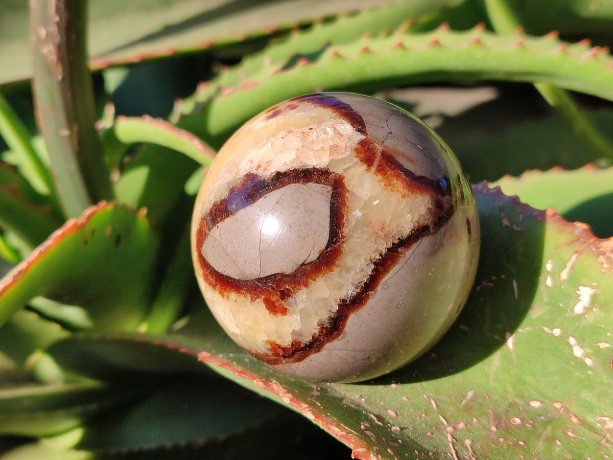 Polished Fossilized Septerye Spheres x 6 From Mahajanga, Madagascar - Toprock Gemstones and Minerals 