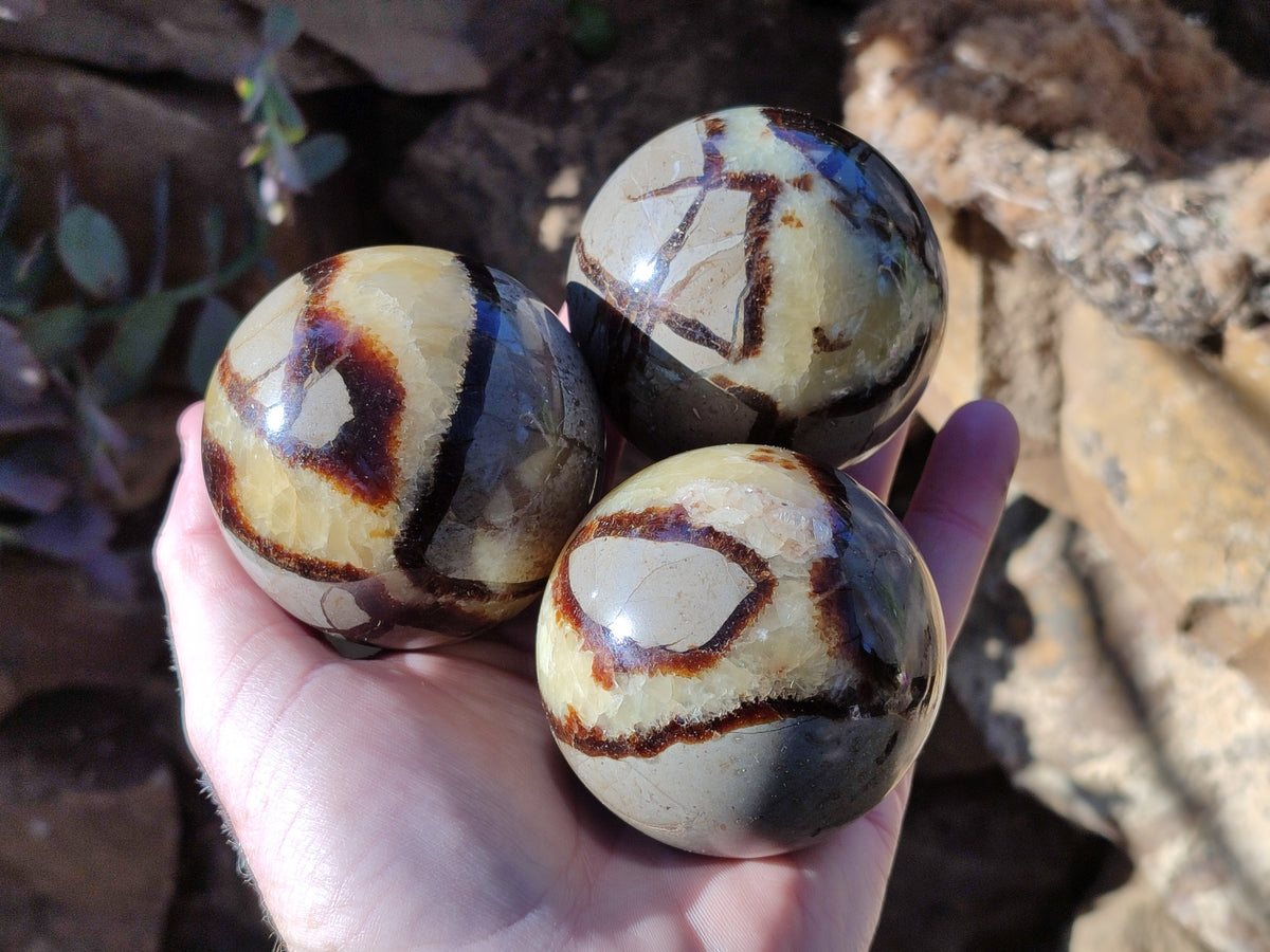 Polished Fossilized Septerye Spheres x 6 From Mahajanga, Madagascar - Toprock Gemstones and Minerals 