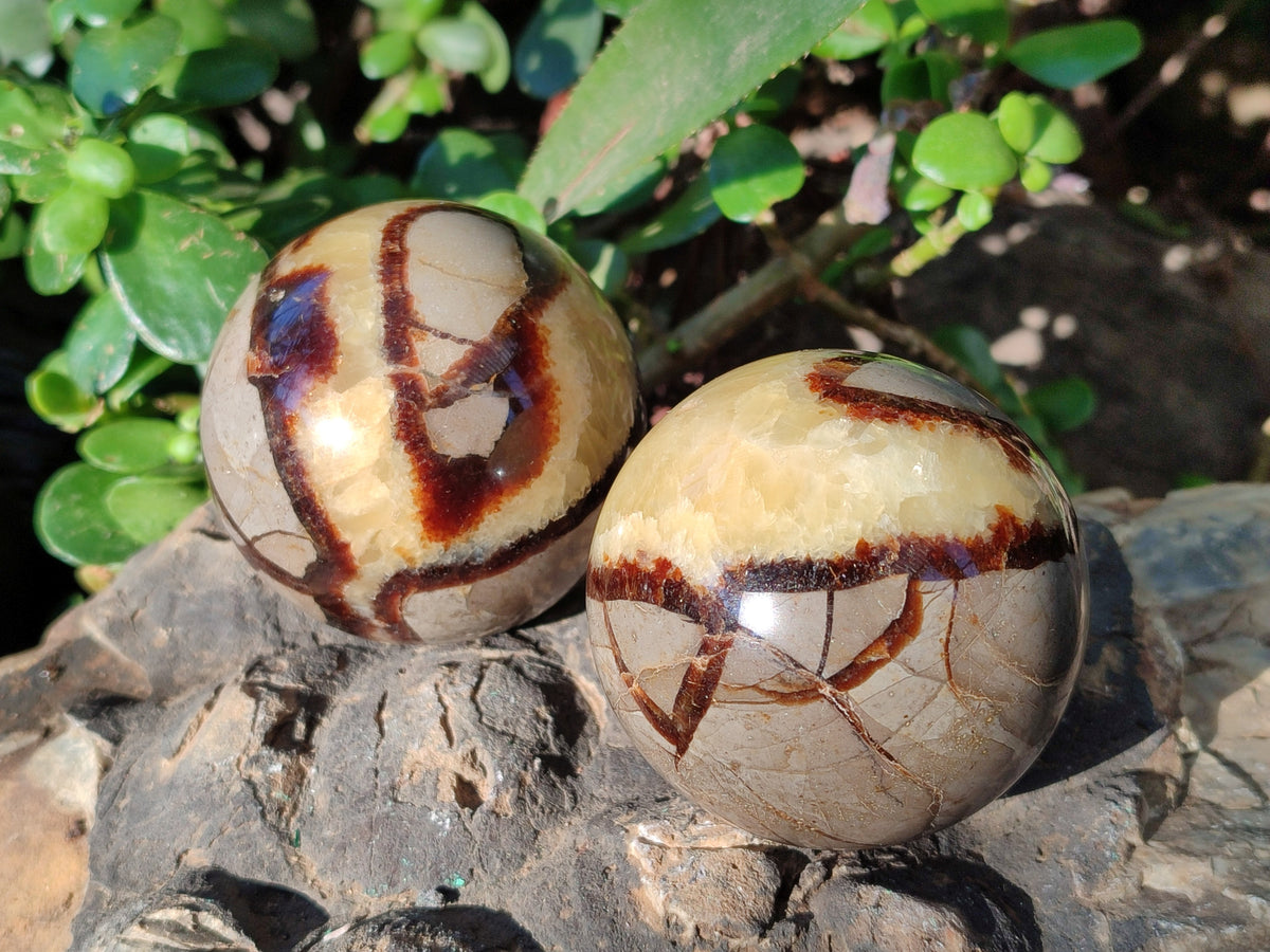 Polished Fossilized Septerye Spheres x 6 From Mahajanga, Madagascar - Toprock Gemstones and Minerals 