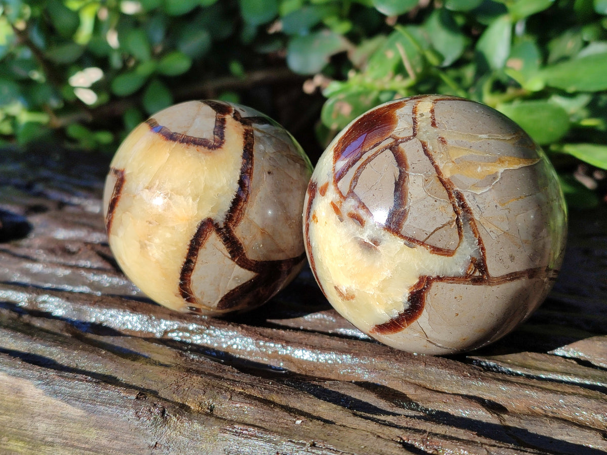 Polished Fossilized Septerye Spheres x 6 From Mahajanga, Madagascar - Toprock Gemstones and Minerals 