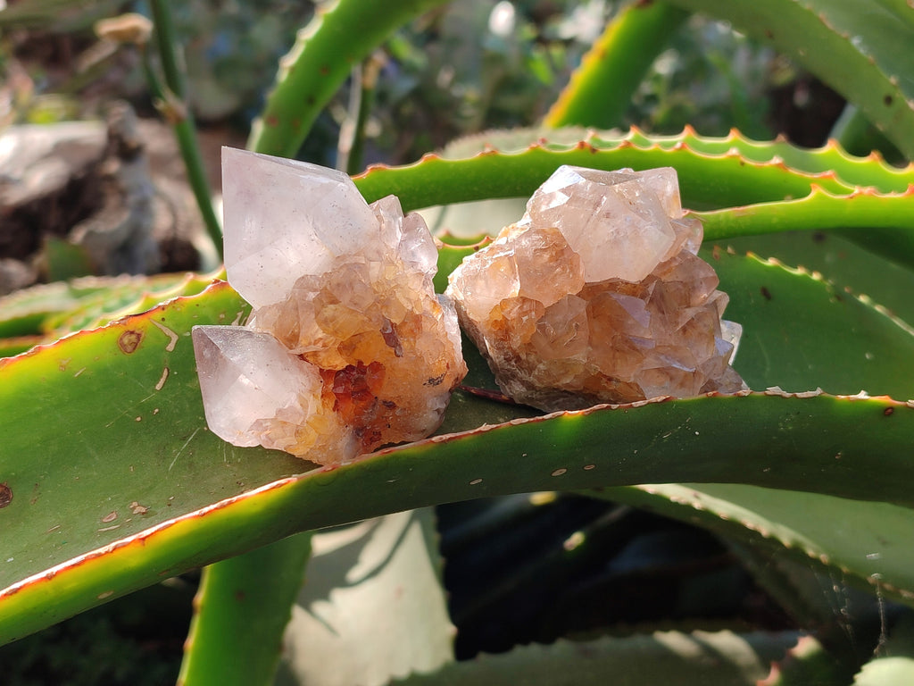 Natural Smokey Amethyst Spirit Quartz Clusters x 12 From Boekenhouthoek, South Africa - Toprock Gemstones and Minerals 