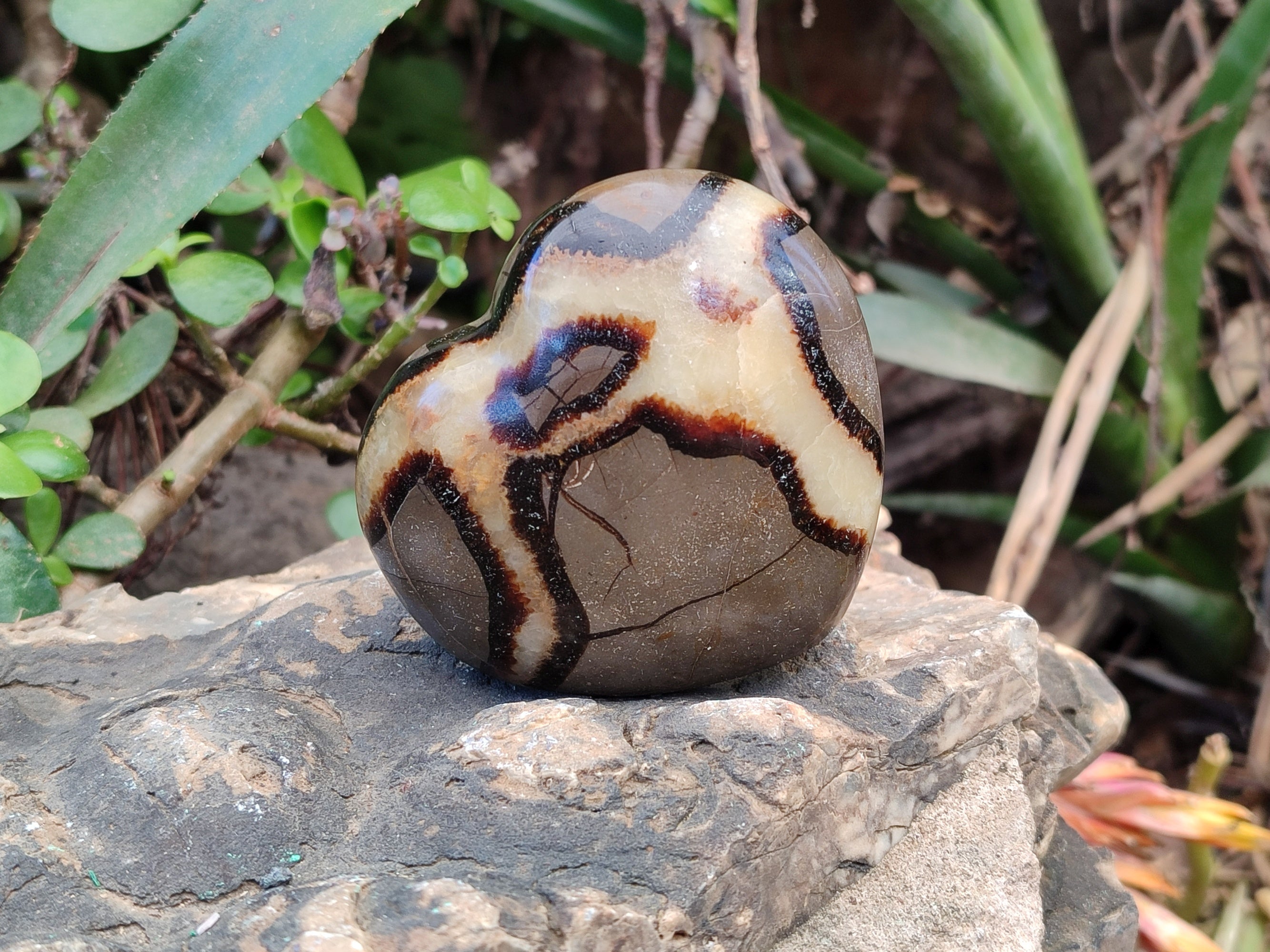 Polished Fossilized Septerye Hearts x 6 From Mahajanga, Madagascar - Toprock Gemstones and Minerals 