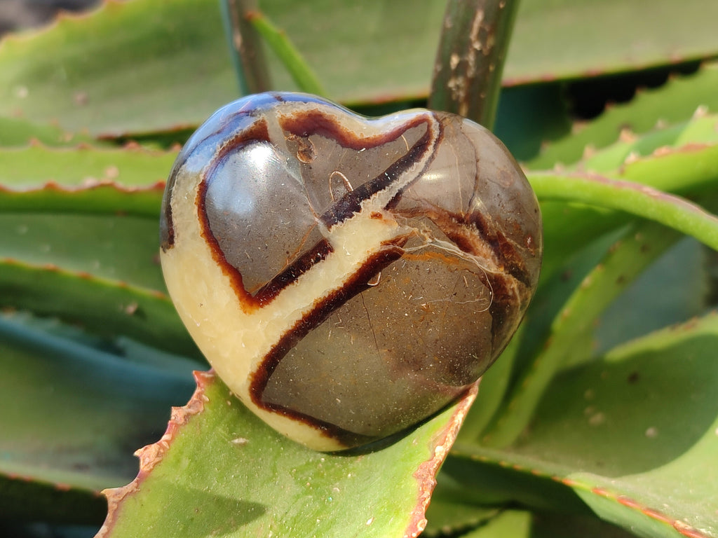 Polished Fossilized Septerye Hearts x 6 From Mahajanga, Madagascar - Toprock Gemstones and Minerals 