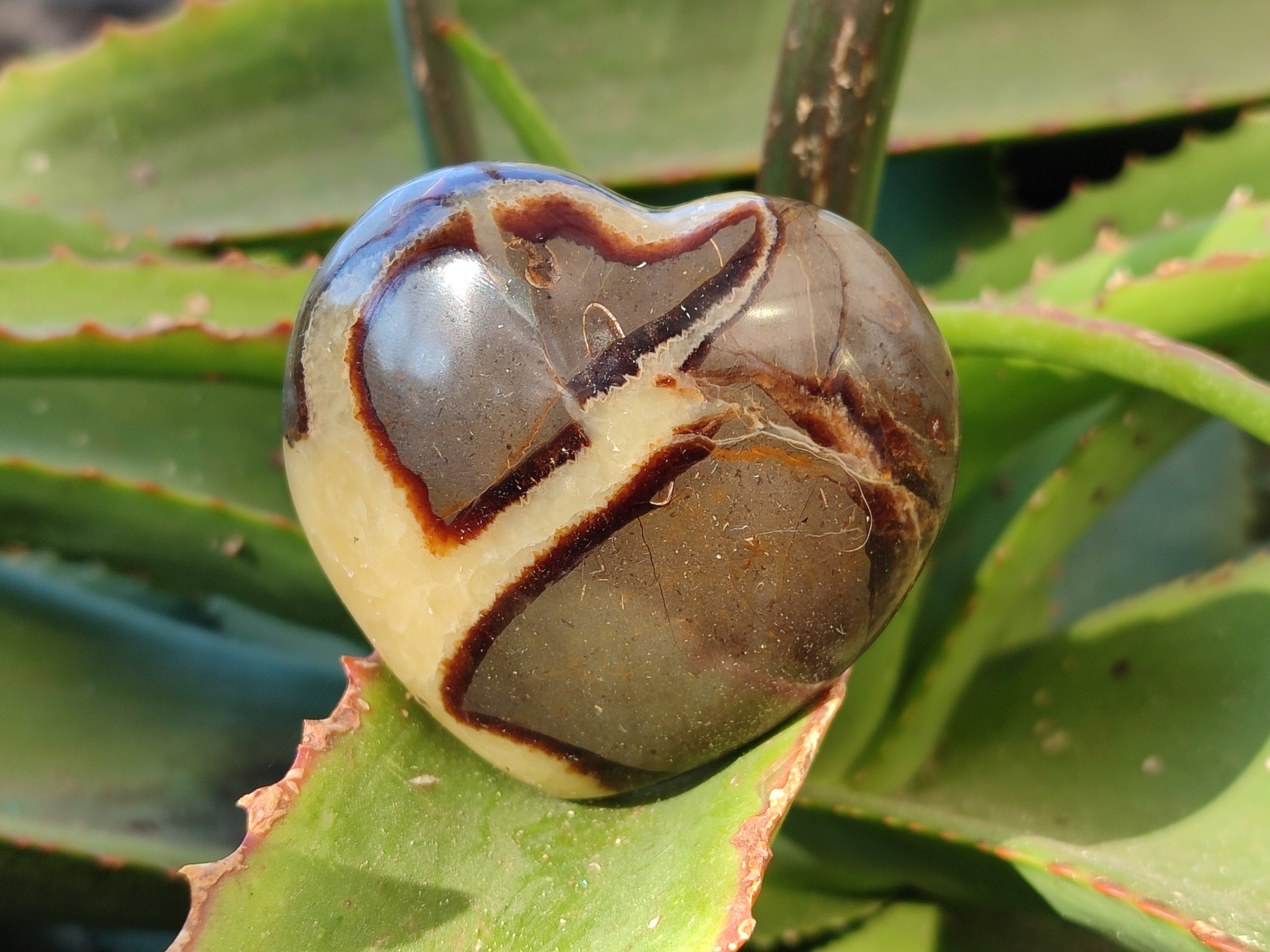 Polished Fossilized Septerye Hearts x 6 From Mahajanga, Madagascar - Toprock Gemstones and Minerals 