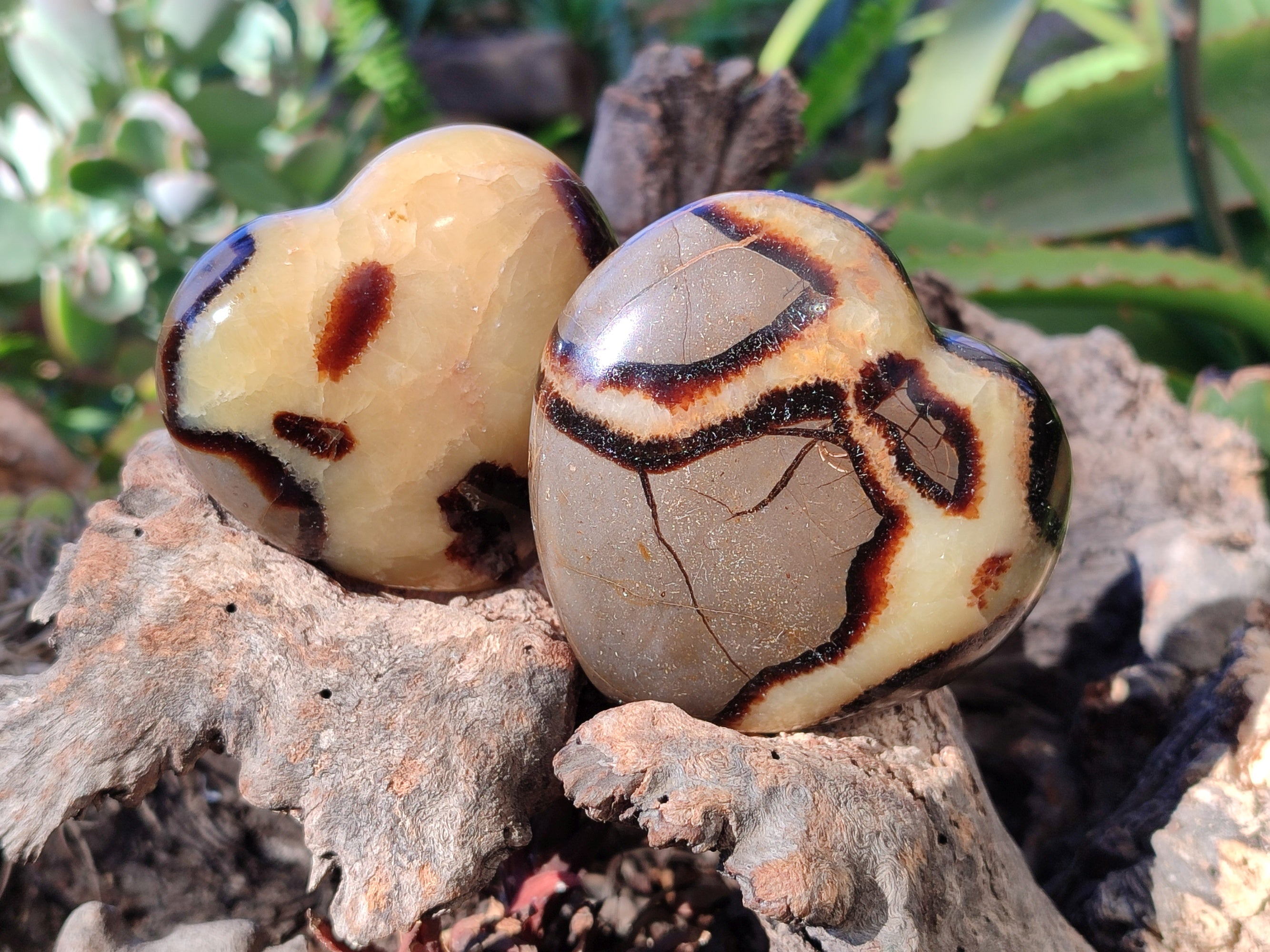 Polished Fossilized Septerye Hearts x 6 From Mahajanga, Madagascar - Toprock Gemstones and Minerals 