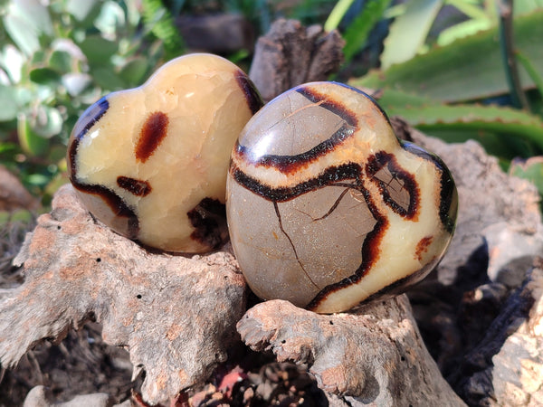 Polished Fossilized Septerye Hearts x 6 From Mahajanga, Madagascar