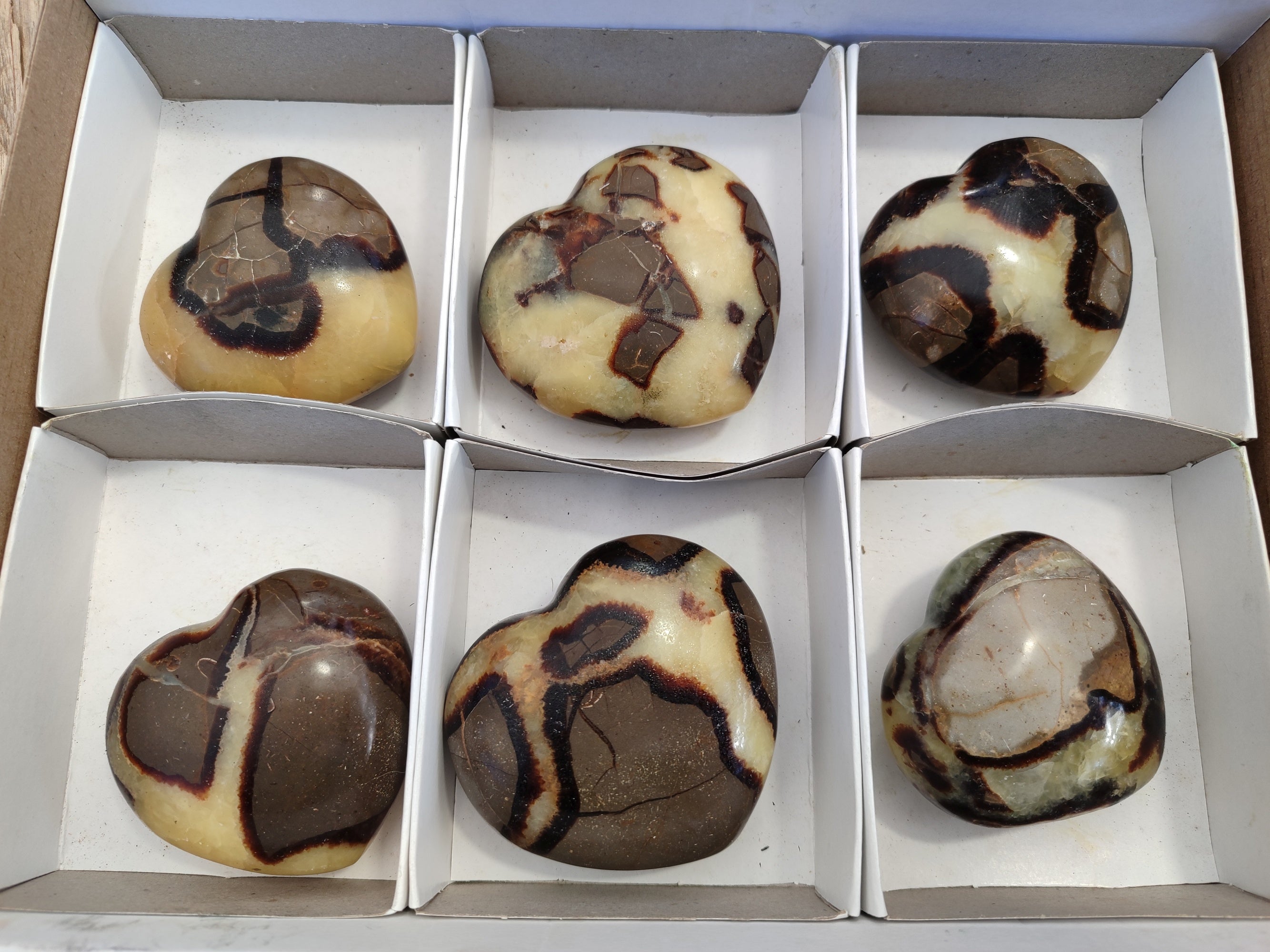 Polished Fossilized Septerye Hearts x 6 From Mahajanga, Madagascar - Toprock Gemstones and Minerals 