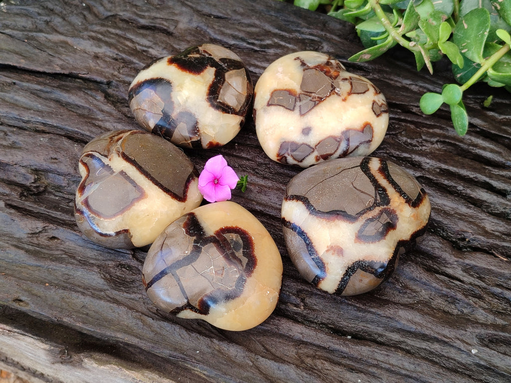 Polished Fossilized Septerye Hearts x 6 From Mahajanga, Madagascar - Toprock Gemstones and Minerals 