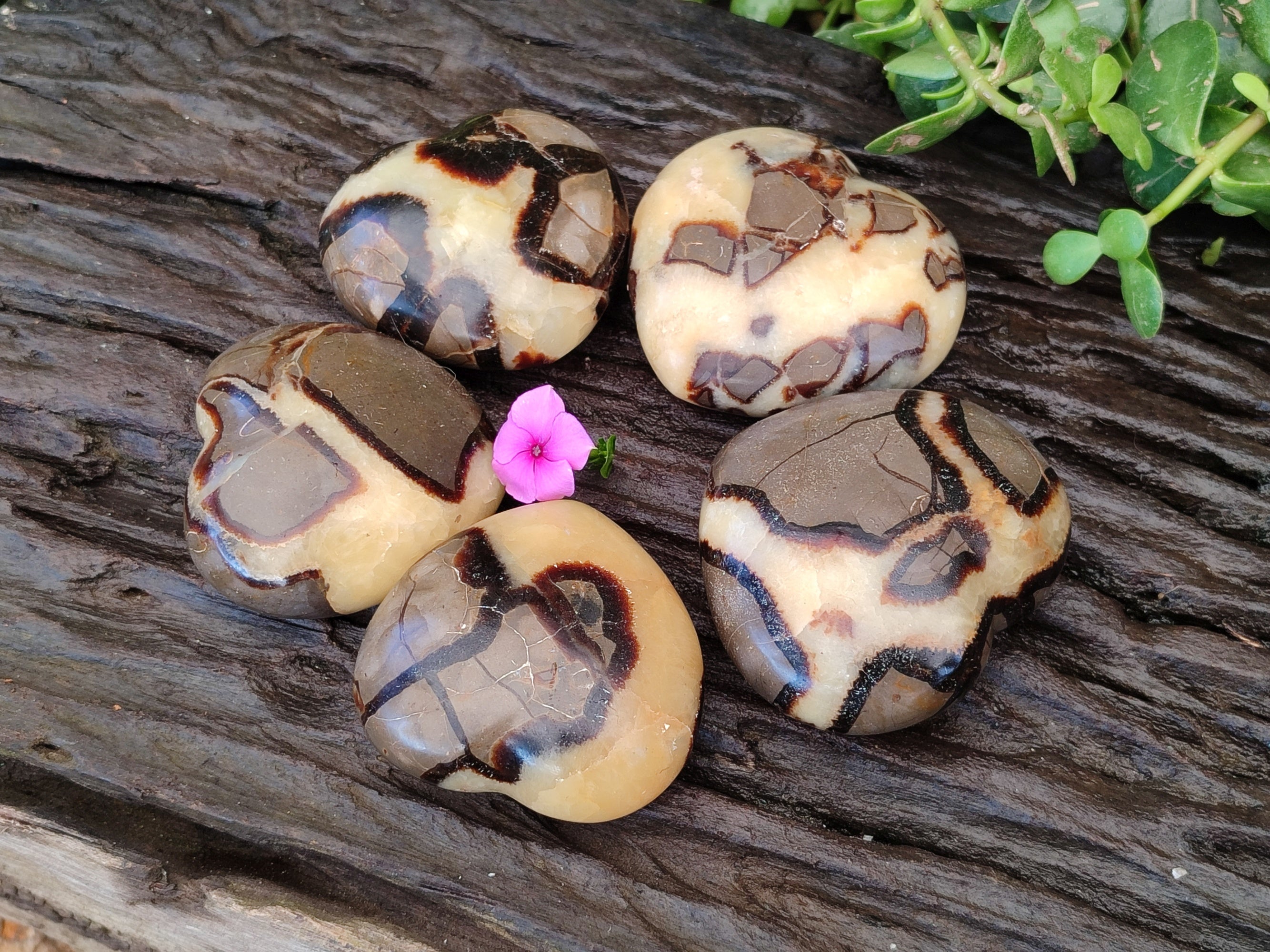 Polished Fossilized Septerye Hearts x 6 From Mahajanga, Madagascar - Toprock Gemstones and Minerals 