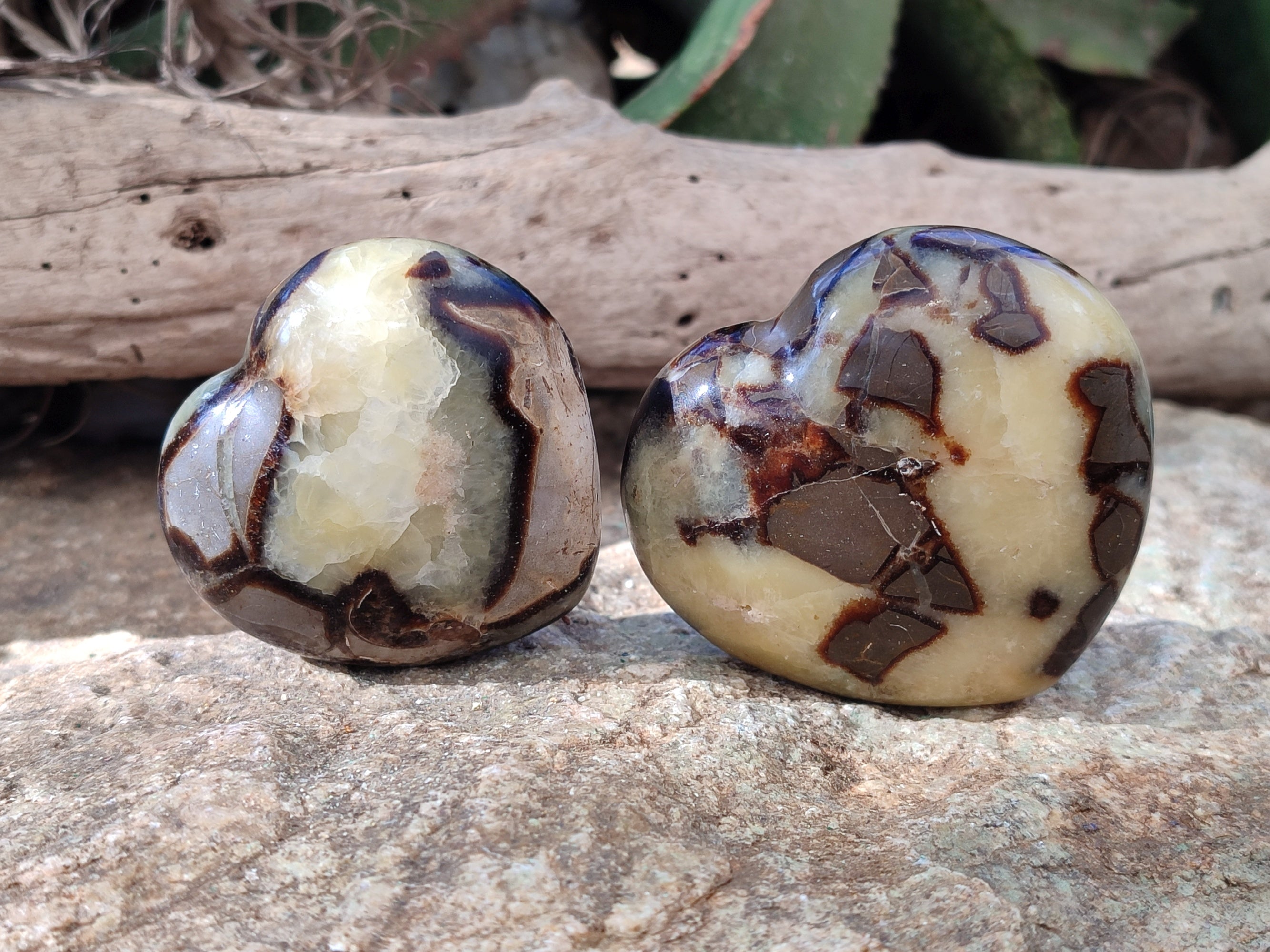 Polished Fossilized Septerye Hearts x 6 From Mahajanga, Madagascar - Toprock Gemstones and Minerals 