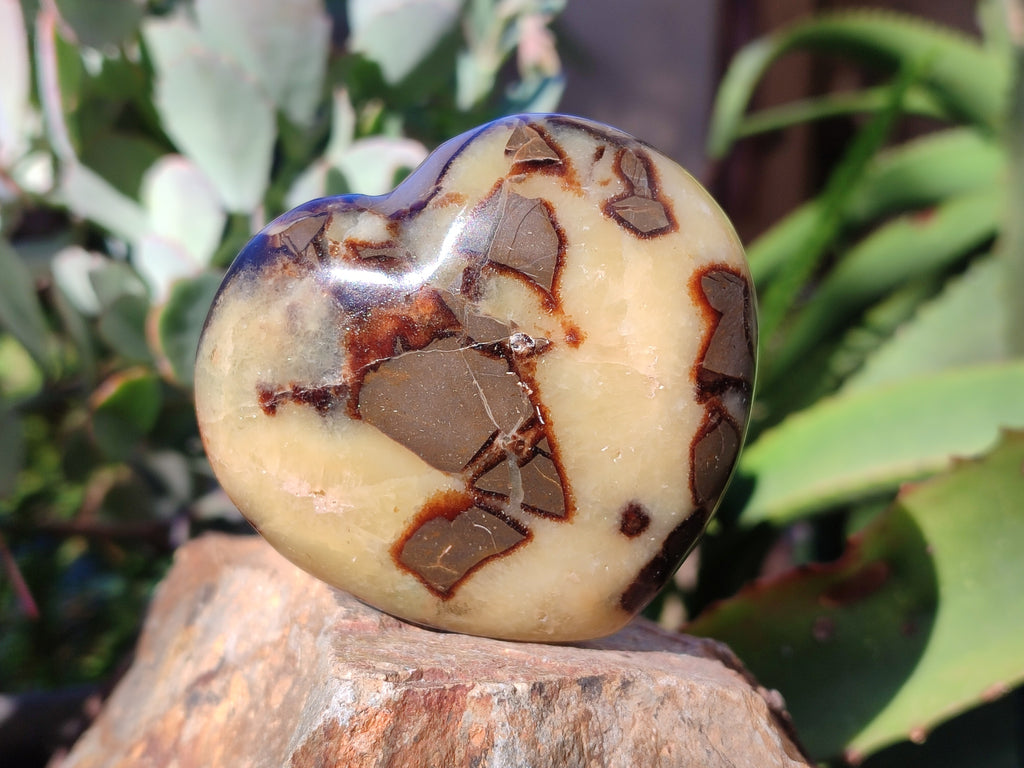 Polished Fossilized Septerye Hearts x 6 From Mahajanga, Madagascar - Toprock Gemstones and Minerals 