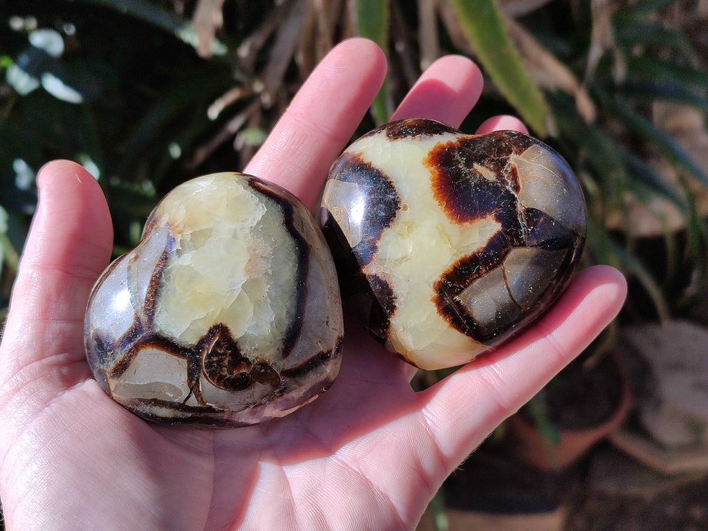 Polished Fossilized Septerye Hearts x 6 From Mahajanga, Madagascar - Toprock Gemstones and Minerals 