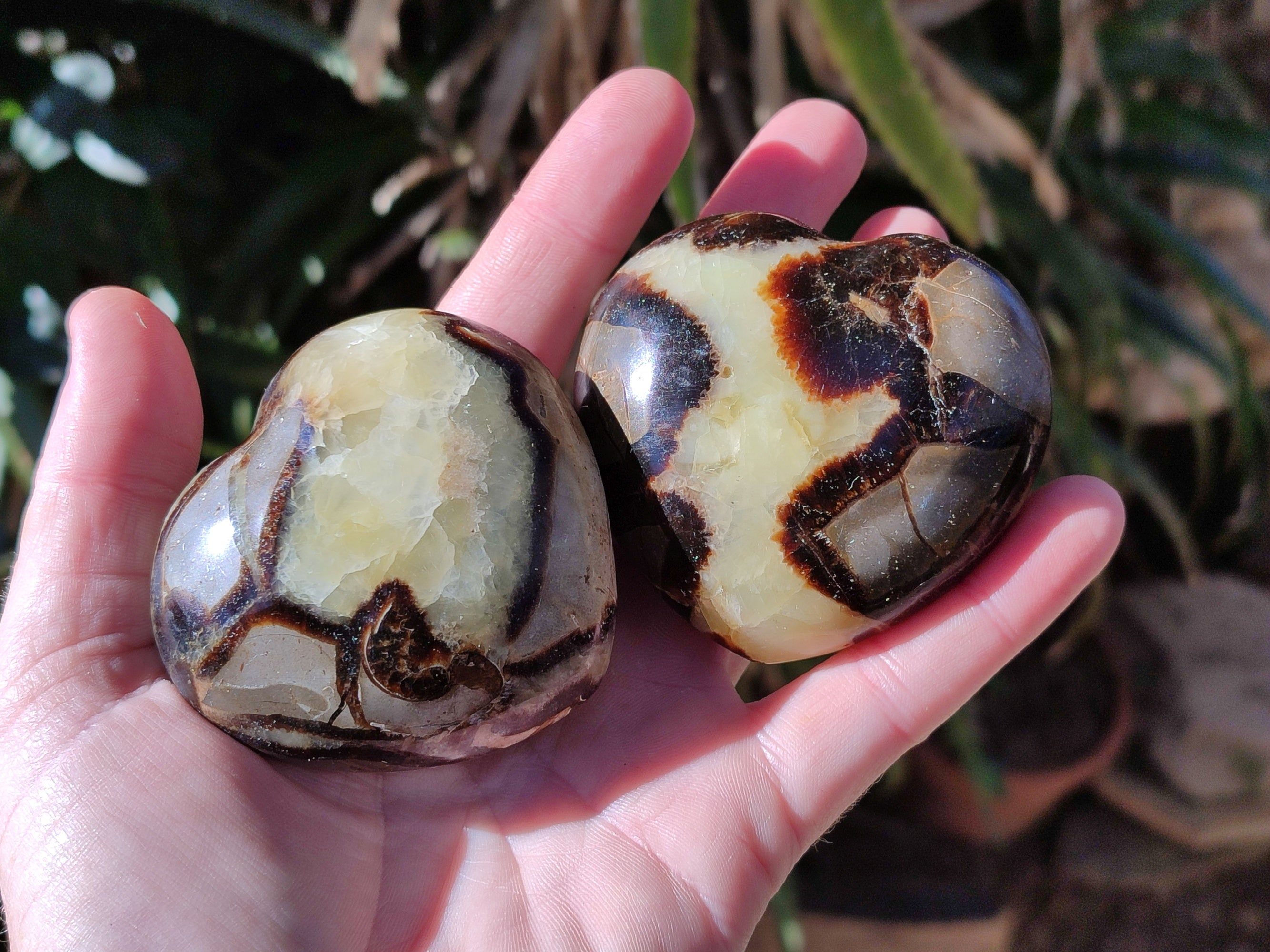 Polished Fossilized Septerye Hearts x 6 From Mahajanga, Madagascar - Toprock Gemstones and Minerals 