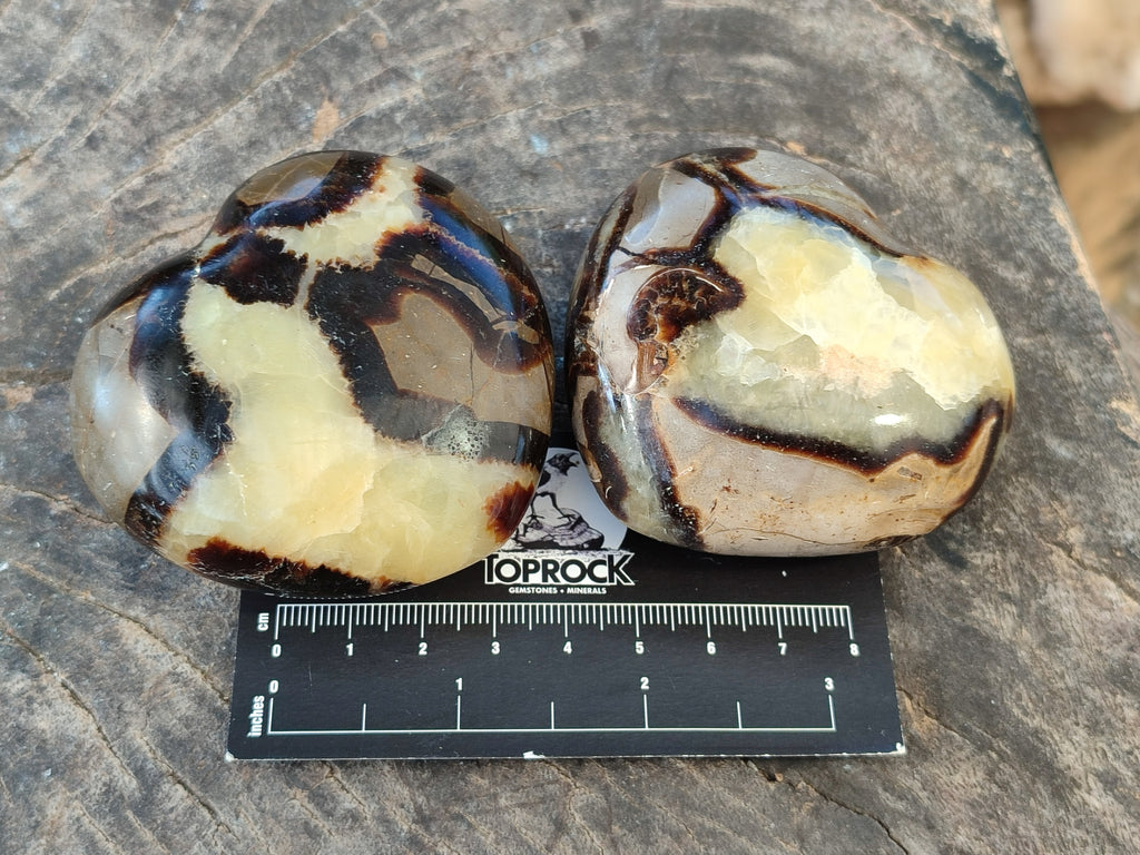 Polished Fossilized Septerye Hearts x 6 From Mahajanga, Madagascar - Toprock Gemstones and Minerals 