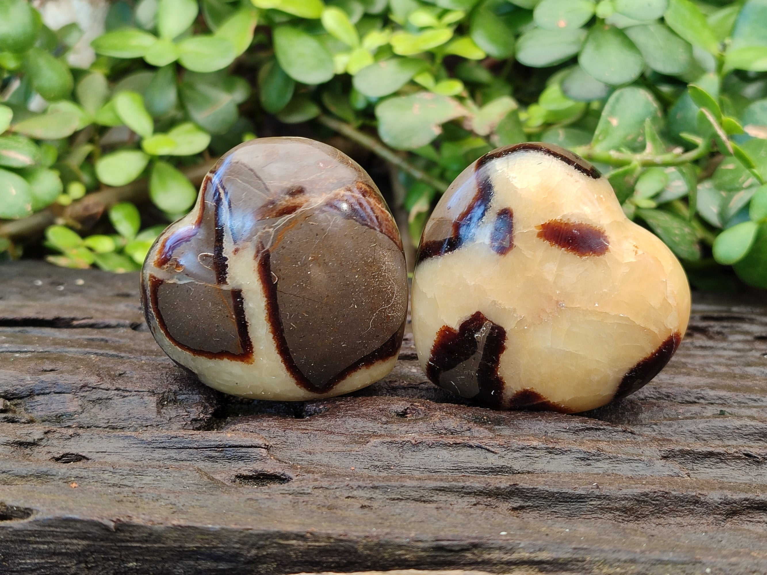 Polished Fossilized Septerye Hearts x 6 From Mahajanga, Madagascar - Toprock Gemstones and Minerals 