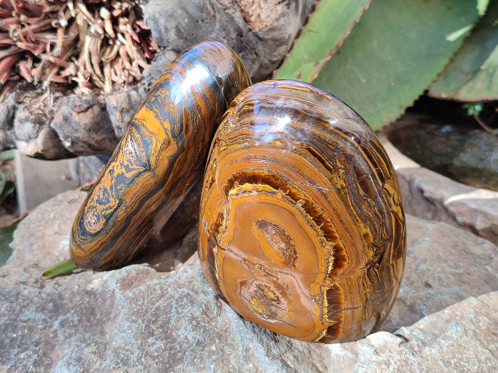 Polished Golden River Tigers Eye Standing Free Forms x 2 From Prieska, South Africa - Toprock Gemstones and Minerals 