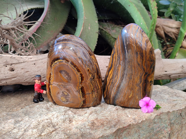 Polished Golden River Tigers Eye Standing Free Forms x 2 From Prieska, South Africa