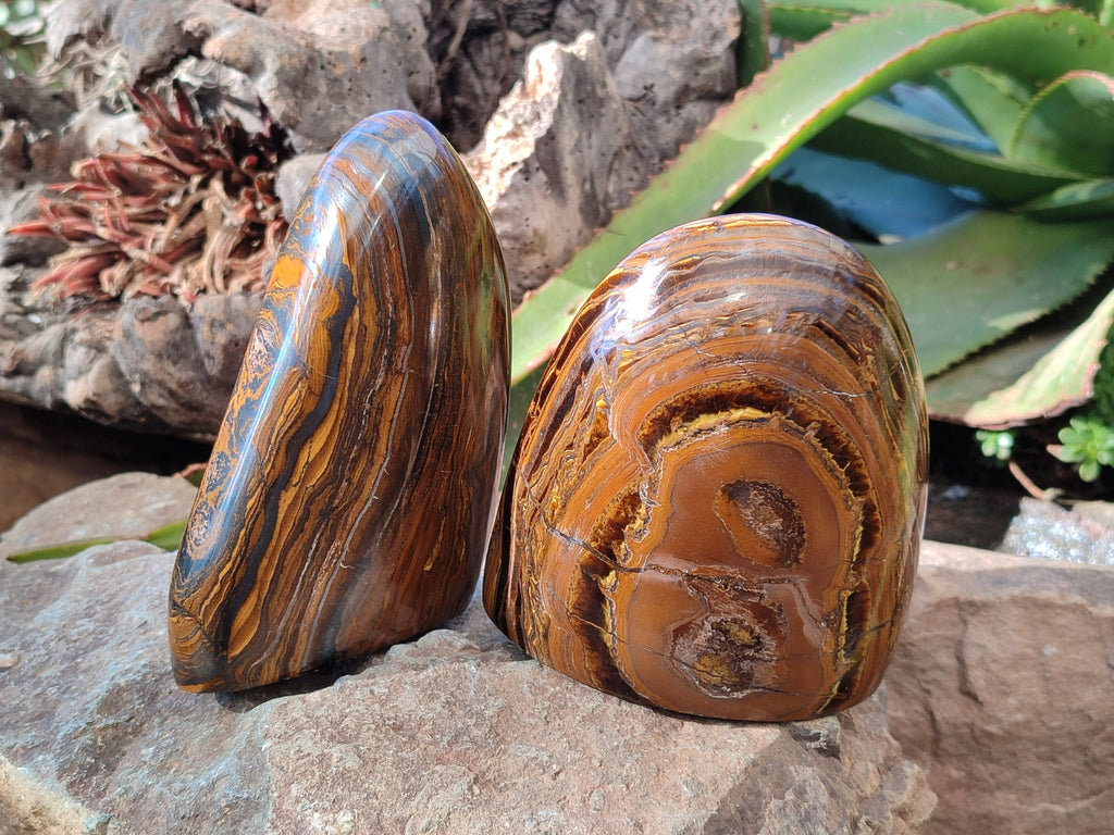Polished Golden River Tigers Eye Standing Free Forms x 2 From Prieska, South Africa - Toprock Gemstones and Minerals 