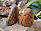 Polished Golden River Tigers Eye Standing Free Forms x 2 From Prieska, South Africa - Toprock Gemstones and Minerals 
