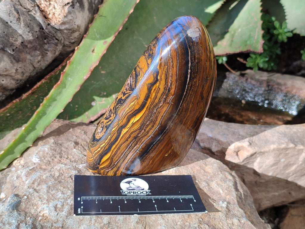 Polished Golden River Tigers Eye Standing Free Forms x 2 From Prieska, South Africa - Toprock Gemstones and Minerals 