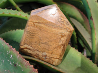 Polished Picture Stone Jasper Points x 2 From Ais-Ais, Namibia - Toprock Gemstones and Minerals 