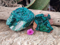 Natural Dioptase and Malachite On Dolomite Specimens x 2 From Likasi, Congo - Toprock Gemstones and Minerals 