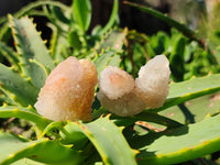 Natural Golden Limonite Spirit Quartz Clusters x 70 From Boekenhouthoek, South Africa - Toprock Gemstones and Minerals 