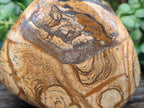 Polished Picture Stone Jasper Standing Free Forms x 2 From Ais-Ais, Namibia - Toprock Gemstones and Minerals 
