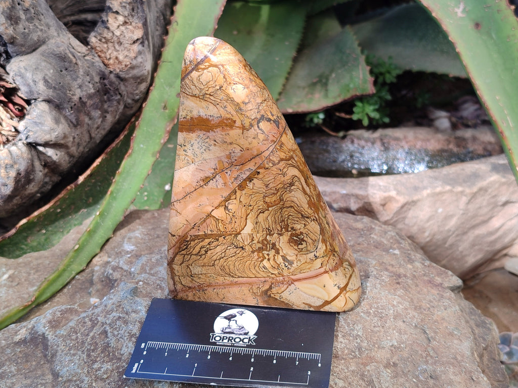 Polished Picture Stone Jasper Standing Free Forms x 2 From Ais-Ais, Namibia - Toprock Gemstones and Minerals 