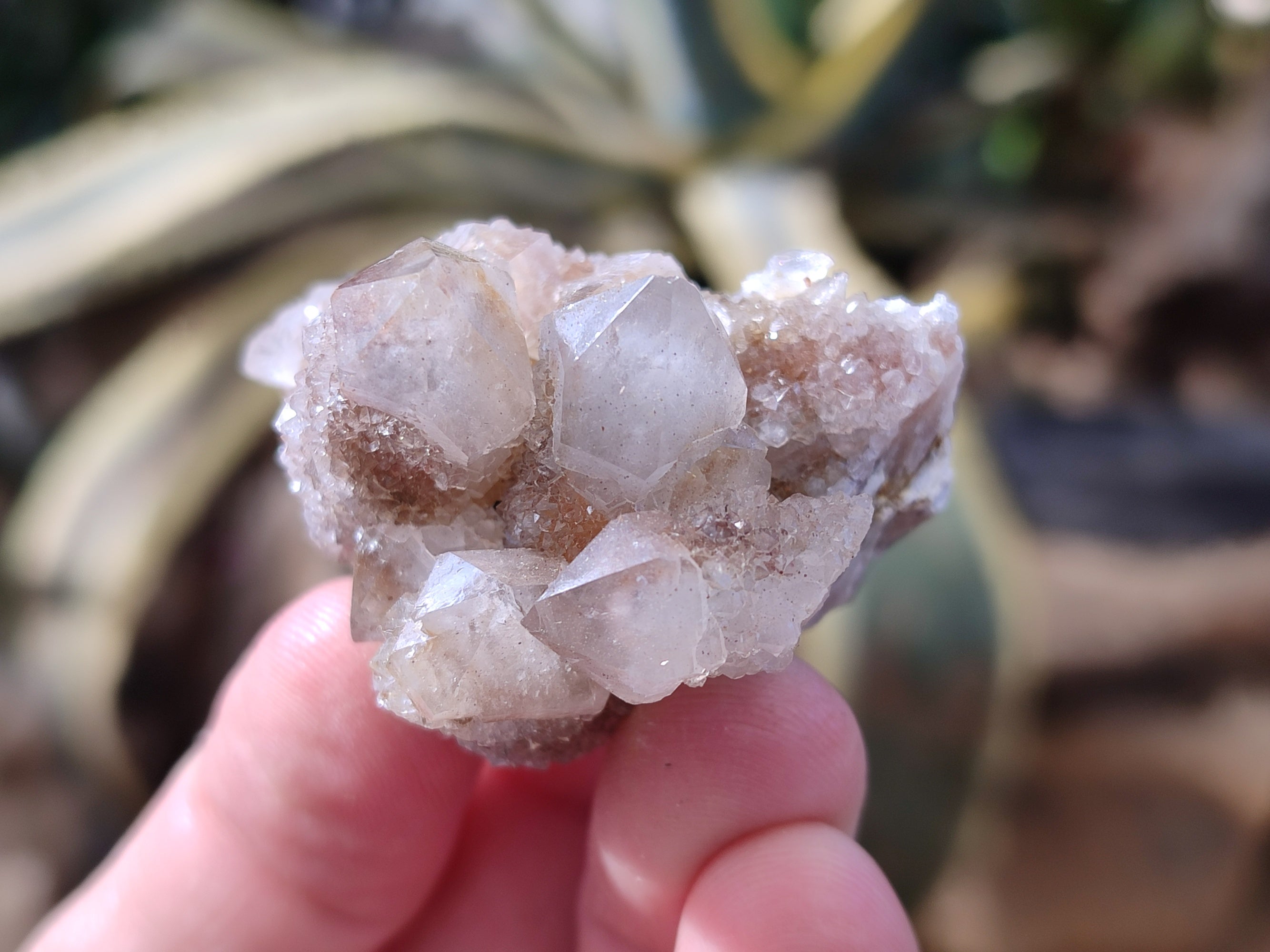 Natural Golden Limonite Spirit Quartz Clusters x 35 From Boekenhouthoek, South Africa - Toprock Gemstones and Minerals 