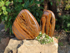 Polished Golden River Tigers Eye Standing Free Forms x 2 From Prieska, South Africa - Toprock Gemstones and Minerals 