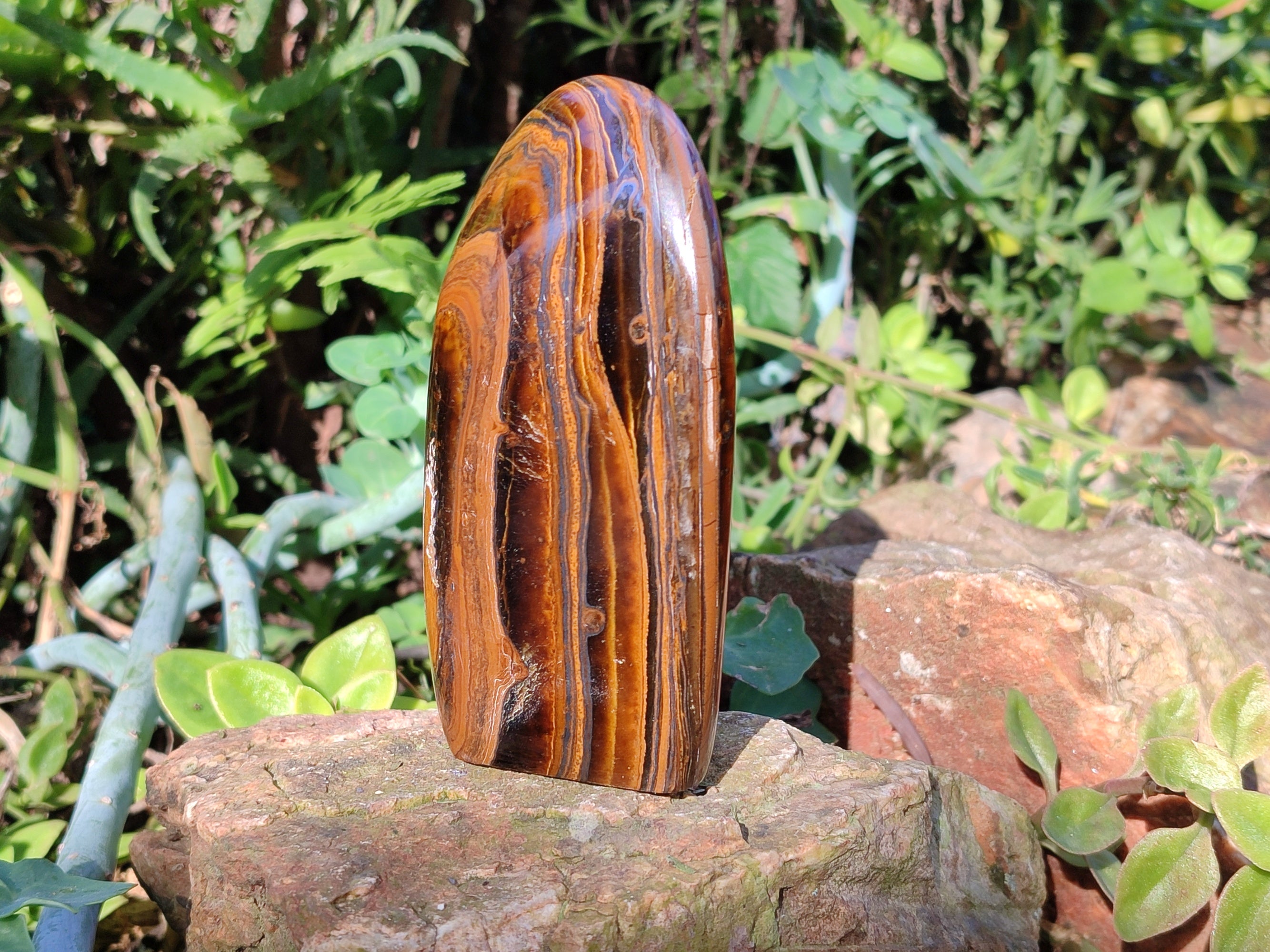 Polished Golden River Tigers Eye Standing Free Forms x 2 From Prieska, South Africa - Toprock Gemstones and Minerals 